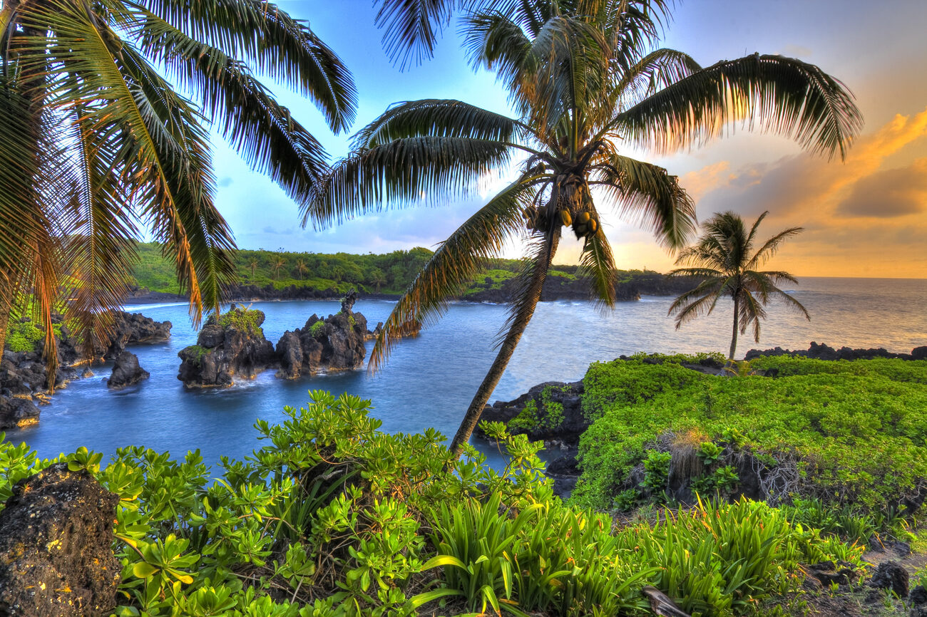 Maui-palm-tree-cove.jpeg