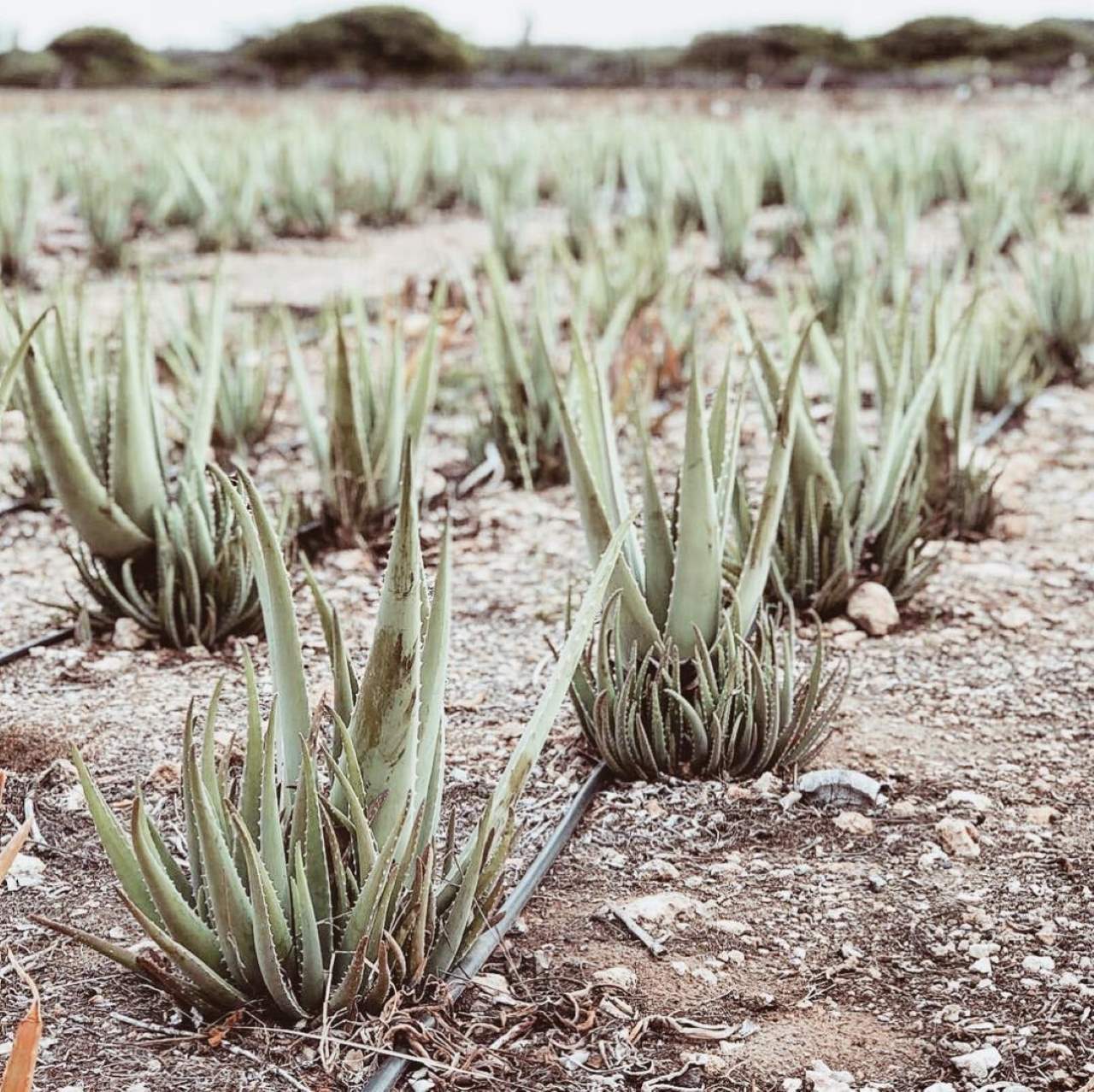Aruba Beach Vacation Packages Beachbound