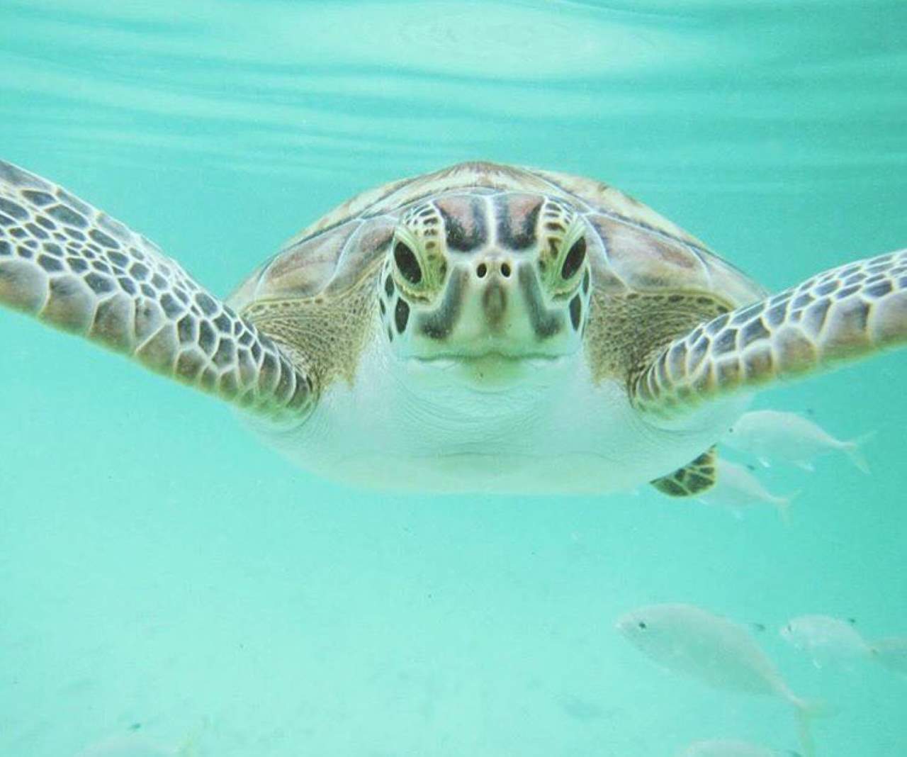 Sea turtle in the water bahamas