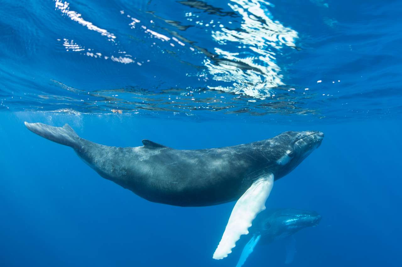 Whale under water